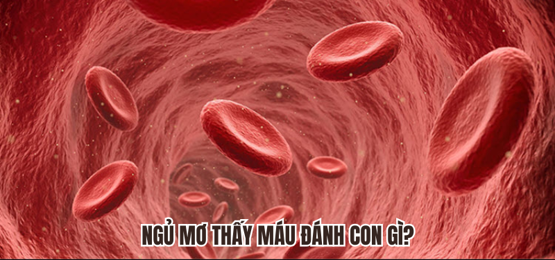 Đánh nhau bị chảy máu đánh con gì vào ngay 78WIN