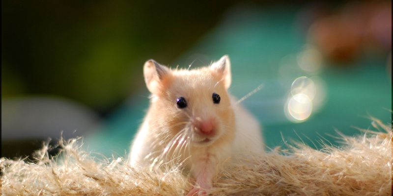 Mơ thấy chuột đang đẻ con